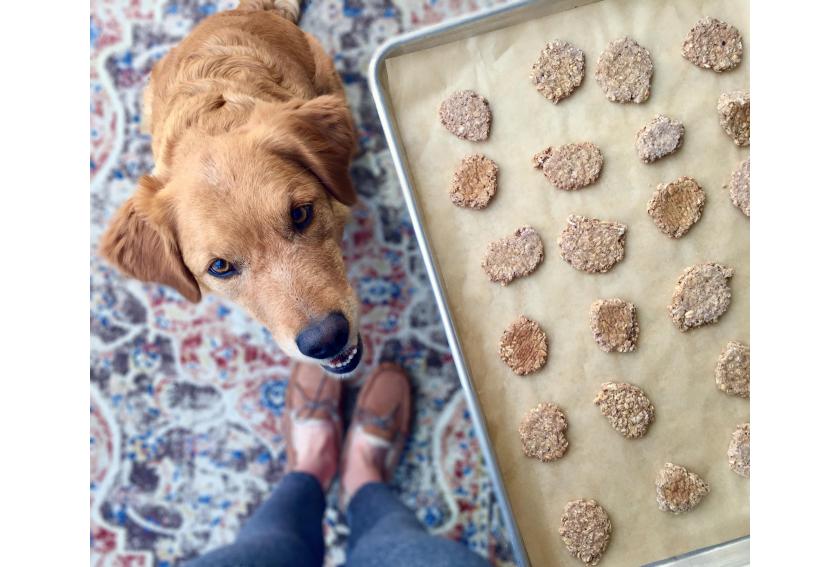 golden retriever puppy treats dog personality quiz collin street bakery blog hero