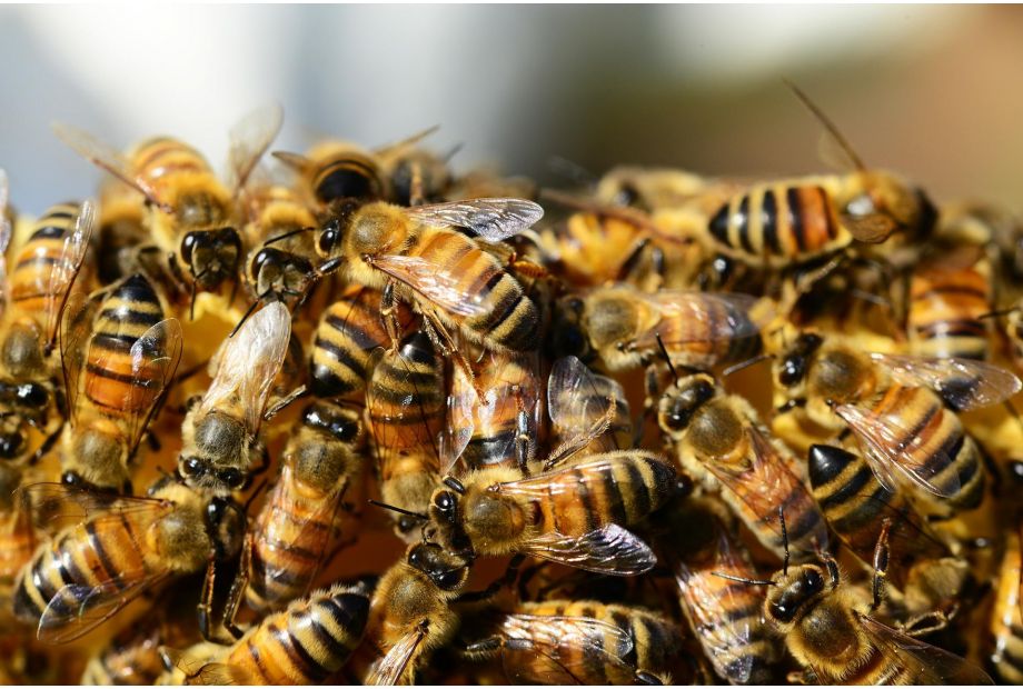 honey-bees-on-hive